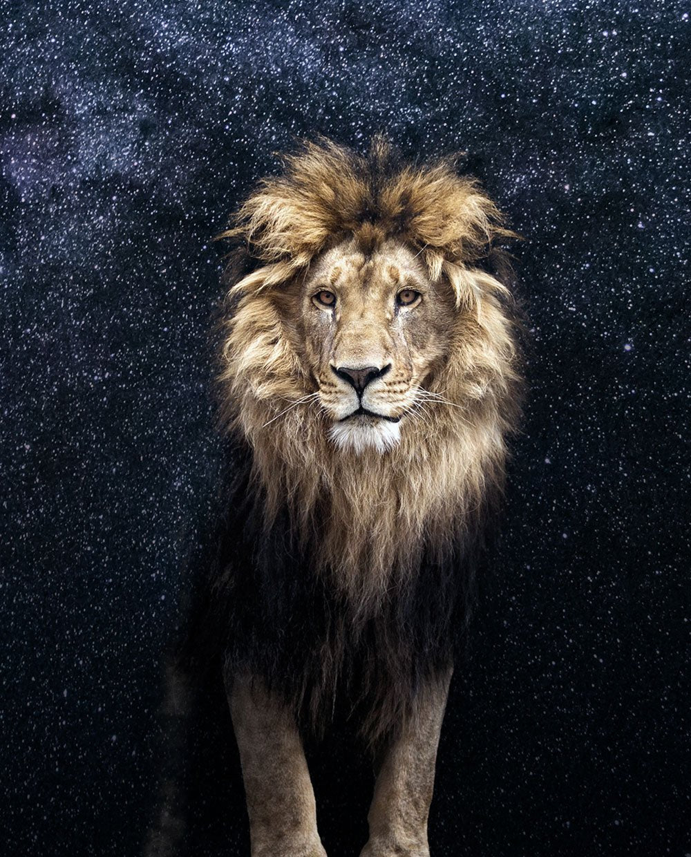 Night Lion