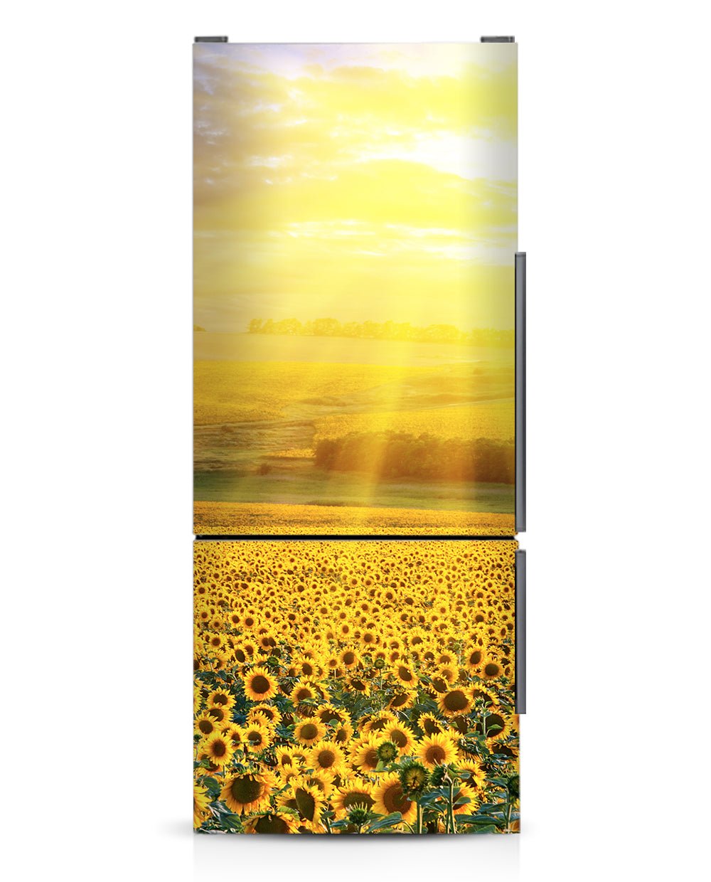 Sunflowers Field