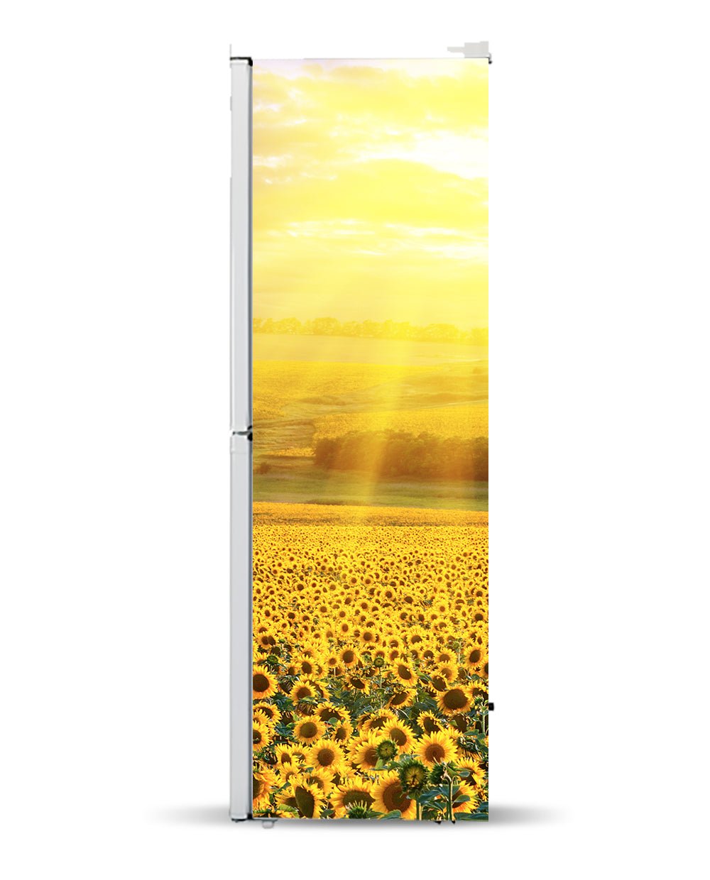 Sunflowers Field