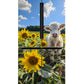 White Calf with sunflowers