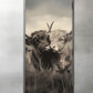 Cow couple