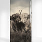 Cow couple