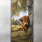 Highland calf illustration
