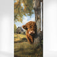 Highland calf illustration