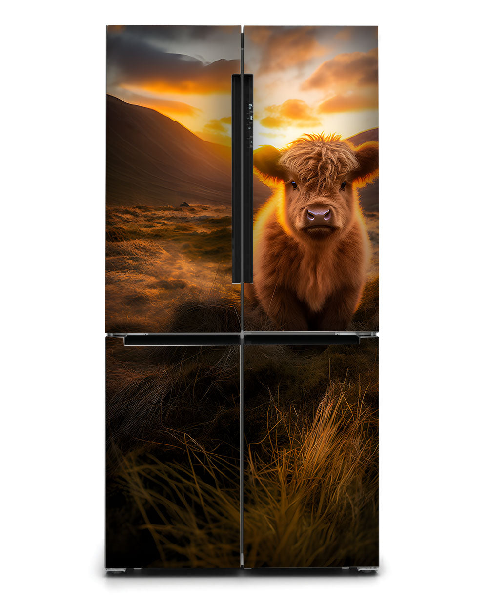 A Highland calf at sunrise
