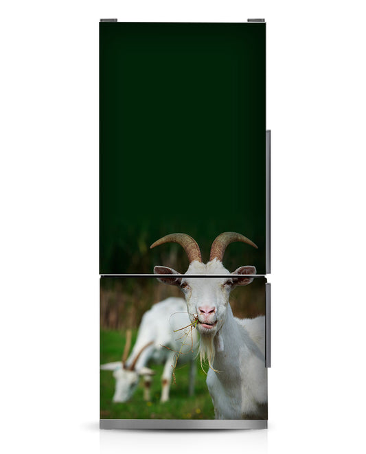 Hello goat