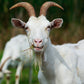 Hello goat