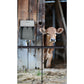 Jersey cow