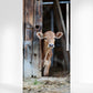 Jersey cow