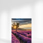 Lavender Field Fridge Magnet Cover