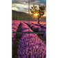 Lavender Field Fridge Magnet Cover