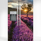 Lavender Field Fridge Magnet Cover