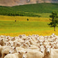rebaño de ovejas 